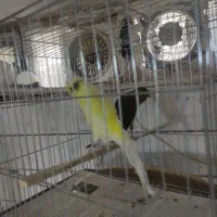 قناری رسمی بلند