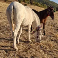 فروش قاطر|حیوانات مزرعه|بانه, |دیوار