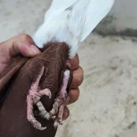 دم سفید ماده|پرنده|بندر ماهشهر, |دیوار