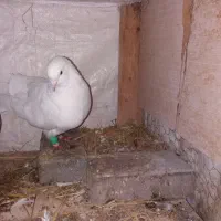 کبوتر دم چتری نر بالغ|پرنده|گلبهار, شهر جدید گلبهار|دیوار