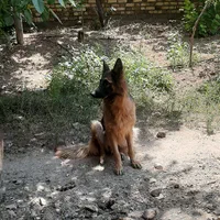 سگ ژرمن شپرد ماده