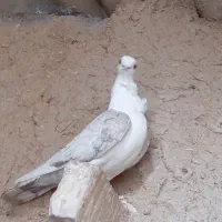 کبوتر بلژیکی  موشی زاغ طوقی
