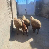 میش وبره|حیوانات مزرعه|کرمانشاه, |دیوار