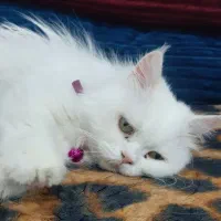 گربه پرشین