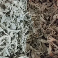 پولک برگ|گل و گیاه طبیعی|نمین, |دیوار