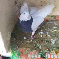 کبوتر،طوقی معاوضه باقناری