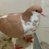 کبوتر|پرنده|شیراز, کوزه گری|دیوار