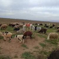 .الاق.اخته نر