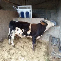 فروشی یک ساله