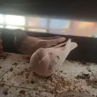 دو عدد کبوتر جفت|پرنده|تهران, امین حضور|دیوار