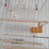 قناری نرو ماده خوب مست اماده تخم