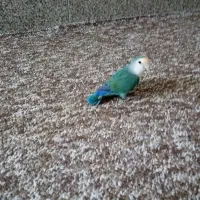 کوتوله دستی