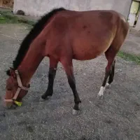 اسب نریان|اسب و تجهیزات اسبسواری|اردبیل, |دیوار