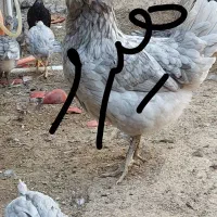 تخم مرغ نطفه دار گلین هیرو|حیوانات مزرعه|کهریزک, |دیوار