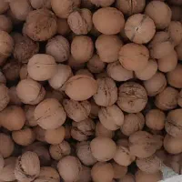 گردوی تازه