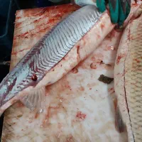 ماهی|ماهی|رشت, حومه رشت|دیوار