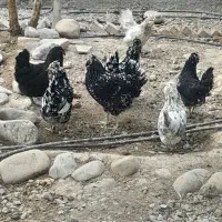 مرغ و خروس گلین فول