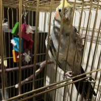 عروس هلندی نر دستی|پرنده|اصفهان, جلالیه|دیوار