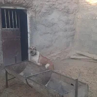 سگ گله|سگ|فردوس (خراسان), |دیوار