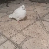 کبوتر|پرنده|نهاوند, |دیوار