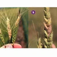 مشاوره و بازدید از درختان و مزارع