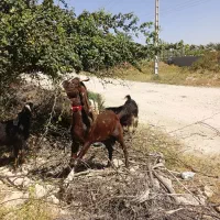 دوتا کهر شاخ جفت کری دوتا بز چرمه یا خلج