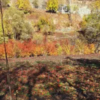 کارت ملی گم شده به اسم داوود پیری