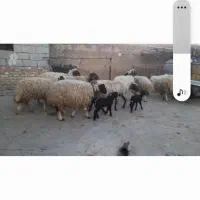 گوسفندوبره