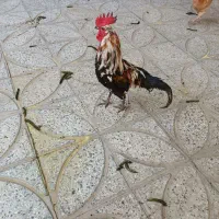 باسلام خروس گلین جوان هنوز یک سالش نشده