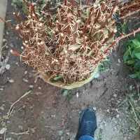 نهالستان زرشک سربیشه عناب سیوجان بیرجند|عمدهفروشی|مشهد, کوی پلیس|دیوار