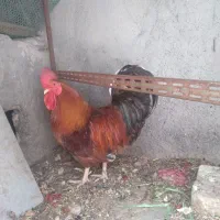 خروس جوان
