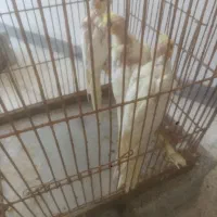 فروش جوجه عروس هلندی لوتینو