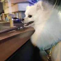 سگ پامر|سگ|رشت, معلم|دیوار