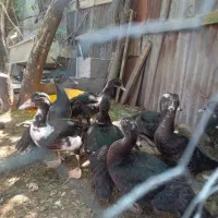 بچه اردک اسراییلی|حیوانات مزرعه|رشت, آزادگان|دیوار