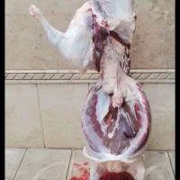 ذبح و سلاخی گوسفند. مرند وحومه|خدمات پذیرایی، مراسم|مرند, |دیوار