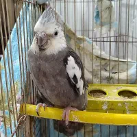 عروس هلندی|پرنده|قم, شهرک امام حسن|دیوار