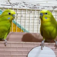 جفت مرغ عشق با جوجه