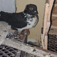 کبوتر|پرنده|خاش, |دیوار