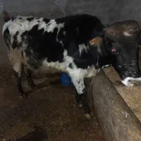 فروش گاو نر