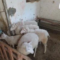 میش رمانف و رومن و ایلدوفرنس|حیوانات مزرعه|زالیان, |دیوار