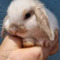 کلینیک تخصصی خرگوش مینی لوپ مینیاتوری اخذشناسنامه|موش و خرگوش|کرمان, |دیوار