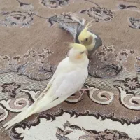 عروس هلندی|پرنده|کنگاور, |دیوار