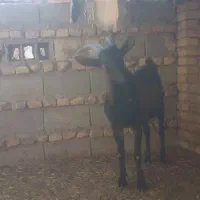 کره نر آلپاین|حیوانات مزرعه|یزد, |دیوار