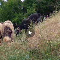 میش و بز|حیوانات|ایذه, |دیوار