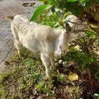 فروش بزغاله درشوش|حیوانات مزرعه|شوش, |دیوار