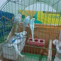 تعدادی مرغ عشق به فروش میرسد