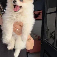 سگ پامرانین میکس|سگ|تربت جام, نظامی|دیوار