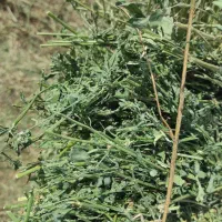 پرس یونجه خشک خشک