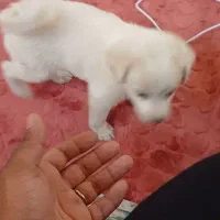 سگ شیواوا وپامر