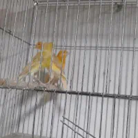 قناری ابلغ وزیتونی|پرنده|داراب, |دیوار